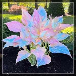 Rainbow Hosta Plant Kit – 2 Bulbs Shade Garden Perennial – Decorative Foliage Hosta for Pots & Landscape Beds