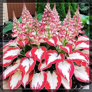 Könnte beinhalten: Eine lebendige Pflanze mit großen, herzförmigen Blättern, die rot und weiß umrandet sind. Hohe, stachelige Blütenstiele zeigen Büschel aus rosa und weißen Blüten. Der Hintergrund besteht aus grünem Laub.