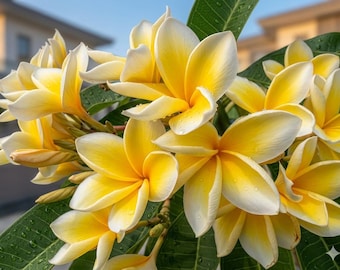 Plumeria rubra-stekje – geel, 10 inch met 1 punt