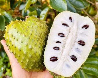 Big Rare Gold Soursop Seeds Exotic Tropical Fruit Seeds Garden Greenhouse Growing