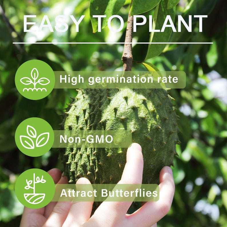 Big Rare Gold Soursop Seeds Exotic Tropical Fruit Seeds Garden Greenhouse Growing image 5