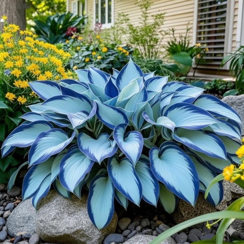 May Hosta 200+ Red & Black Hosta Seeds – Perennial Shade Plant Heirloom Non-gmo ...