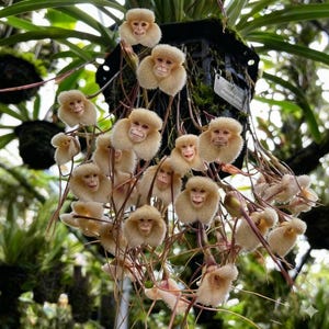 May include: A close-up of a unique orchid, the Dracula simia, also known as the monkey orchid. The flowers have a monkey-like appearance with cream-colored petals and a brown center. The orchid is hanging from a black pot with green foliage in the background.