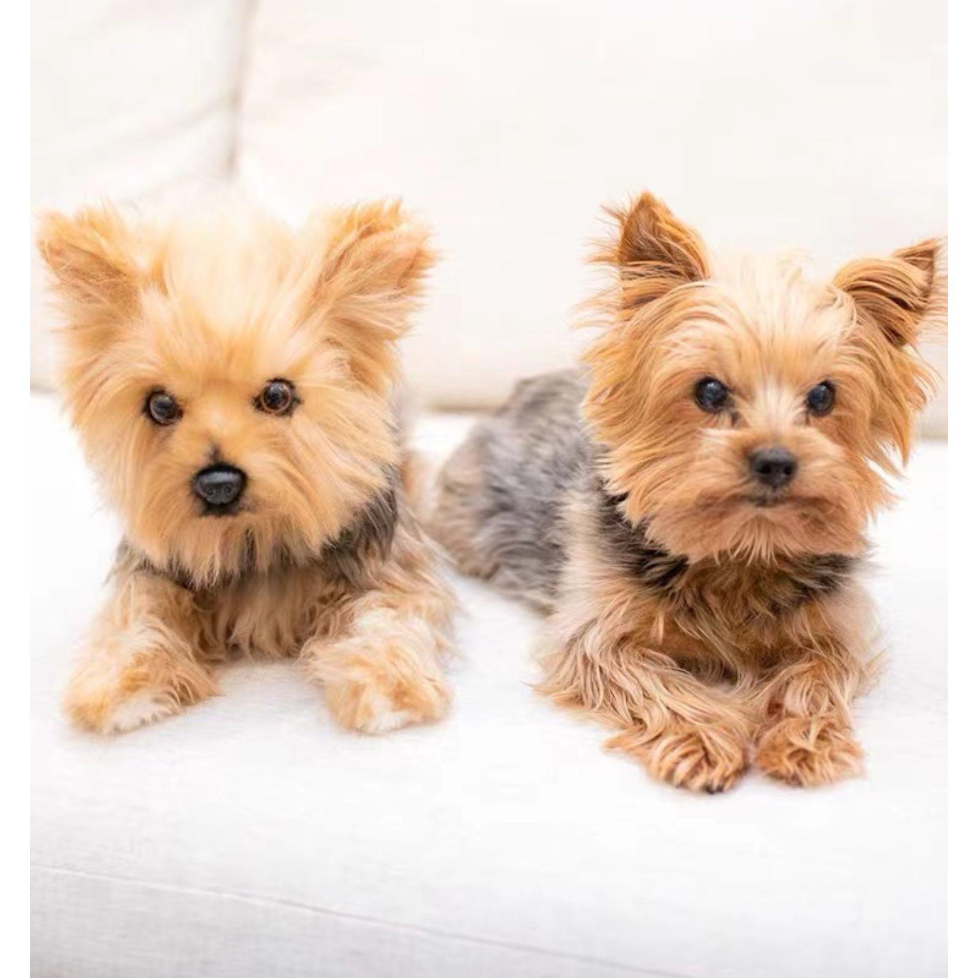 Pet Stuffed Animal Clone