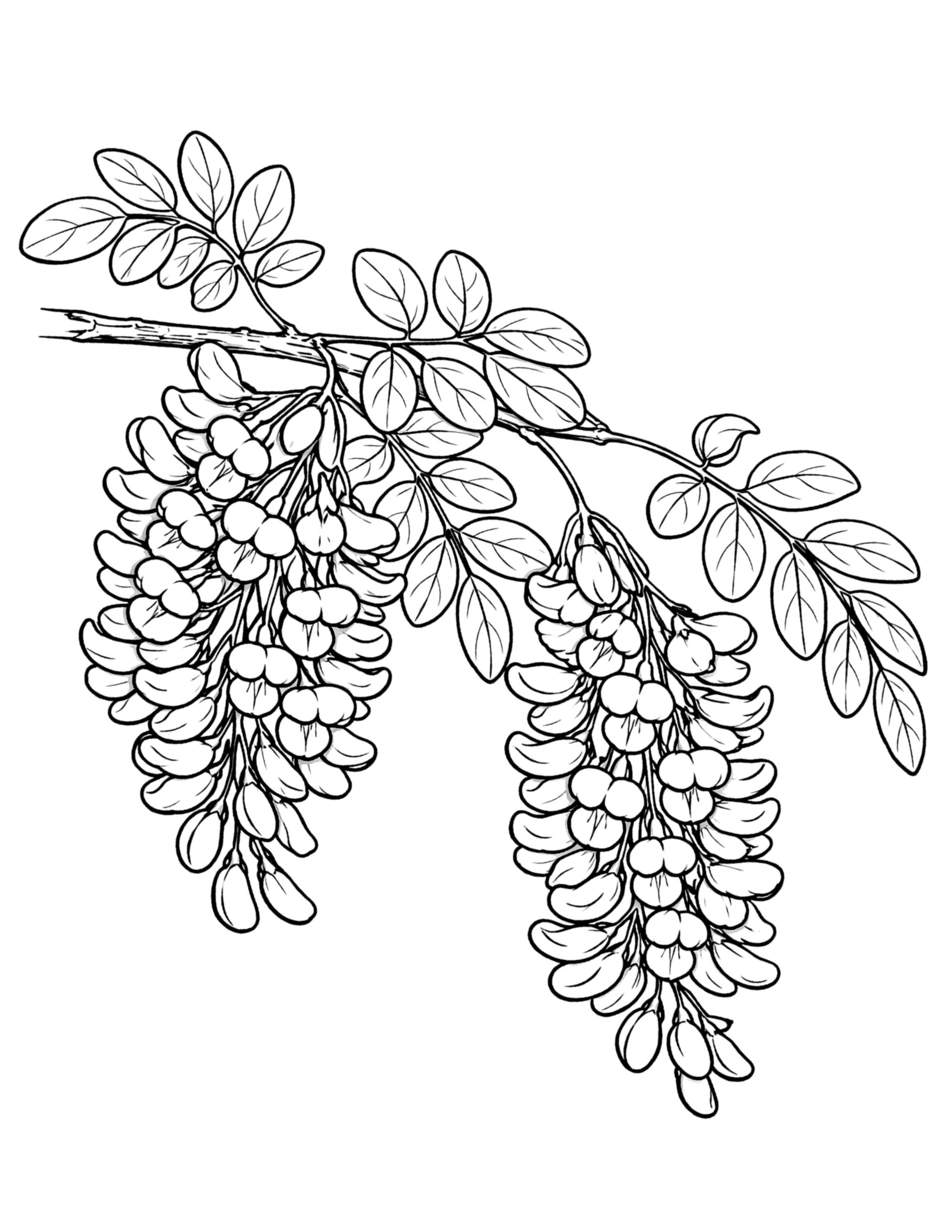 Elegant Spring Branches Coloring Pages Vol 3 – Flowering Tree Branches ...