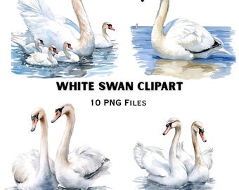 White Swan PNG Bundle | Elegant Bird Water Illustration | Lake Animal Graphics Pack Set
