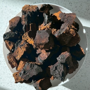 Puede incluir: Un cuenco blanco lleno de numerosos trozos irregulares de hongo chaga. Las piezas presentan un exterior negro de aspecto carbonizado que contrasta con una textura interior de color marrón anaranjado profundo, de aspecto rugoso y poroso.