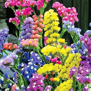 Mélange de graines de lavande de mer | Fleurs annuelles colorées pour compositions séchées, fleurs de jardin faciles à cultiver
