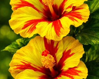Rare Chilean Morning Glory Seeds – Mixed Color Blooms, Climbing Vine, Garden Trellis Flower