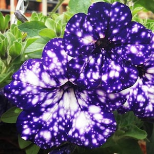 May include: Close-up of vibrant purple petunia flowers with white speckles, resembling a starry night sky. The flowers have a velvety texture and are surrounded by green foliage. A beautiful floral display.
