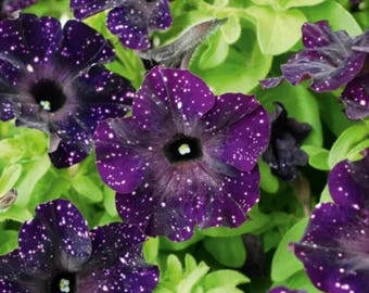Semillas de petunia Dwarf Wave: flores tradicionales de jardín sin OMG (macetas y cestas)
