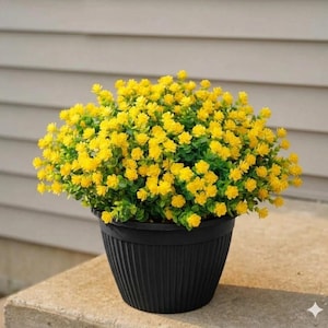 Puede incluir: Una planta en maceta con flores amarillas vibrantes y follaje verde. La planta está en una maceta de plástico negra y acanalada, colocada sobre una superficie de hormigón. El fondo presenta un revestimiento horizontal gris claro.