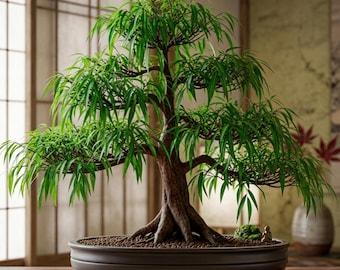 Esquejes de bonsái de sauce / Mini árboles de fácil cultivo para decoración de interiores y exteriores