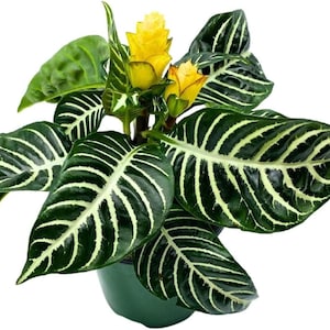 以下が含まれることがあります： つや消し仕上げの、斑点模様のセラミックマグカップ3個セット。マグカップはクリーム色、ライトグレー、ダークグレーの3色。各マグカップはシンプルでミニマリストなデザインです。