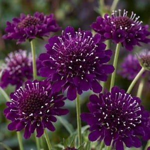 May include: A cluster of vibrant, deep purple Scabiosa flowers, also known as pincushion flowers, with prominent white stamens. The image highlights the detailed petal structure and central flower heads. Green stems and leaves are visible.