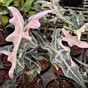 Alocasia nobilis pink variegated - Etsy 日本
