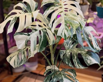 Monstera Albo White Tiger Variegated Live Plant Cuttings Rare Houseplant Gardening (Phytosanitary Certificate)