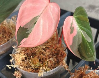 Philodendron Micans Albo (Pink Micans) Variegated Live Plant Cuttings Rare Houseplant Gardening (Phytosanitary Certificate)