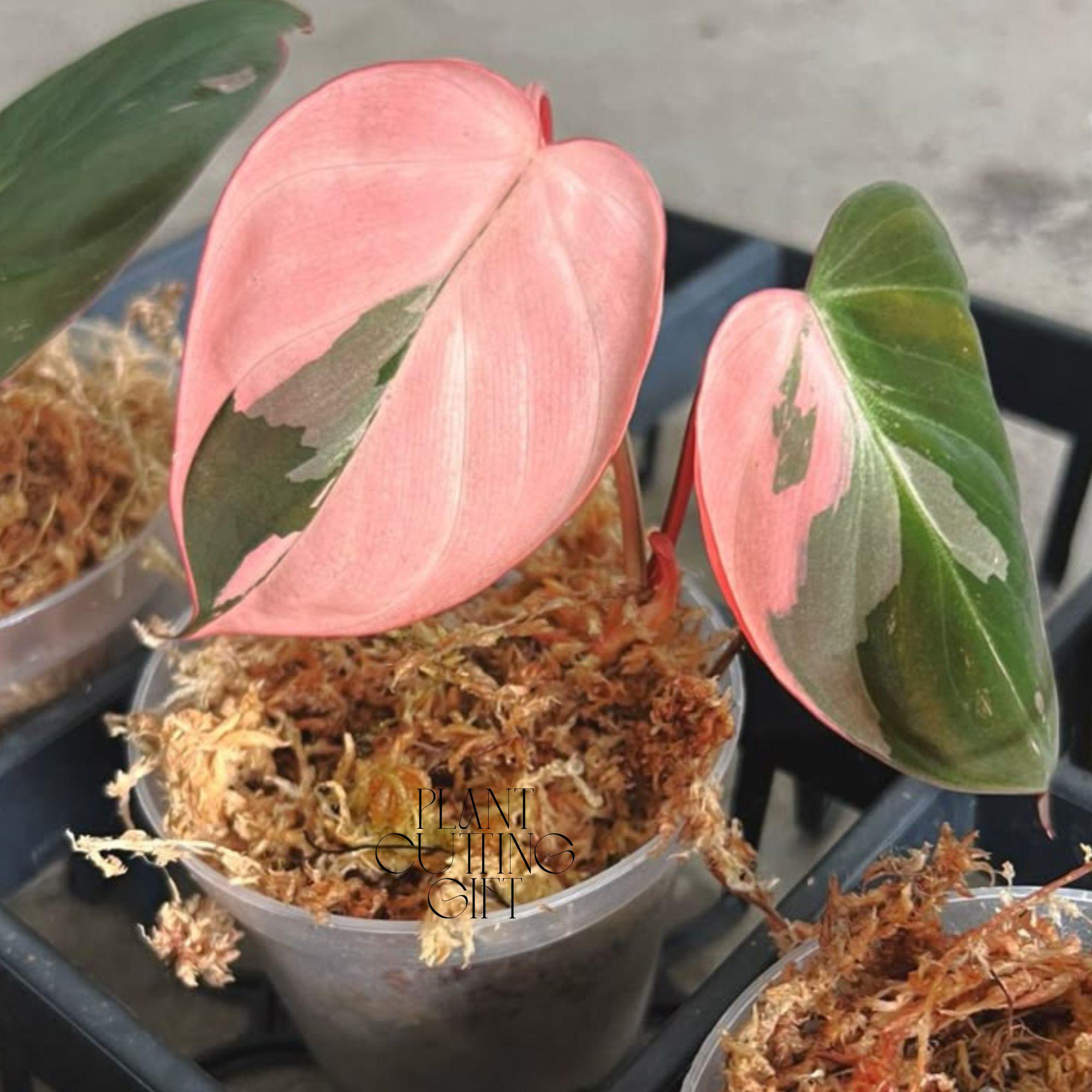 Philodendron micans - Etsy 日本