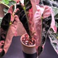 Alocasia Bambino Pink Variegated Live Plant Bulbs Rare Gardening (Phytosanitary Certificate) product logo