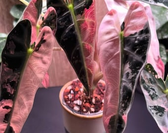 Alocasia Bambino Pink Variegated Live Plant Bulbs Rare Gardening (Phytosanitary Certificate)