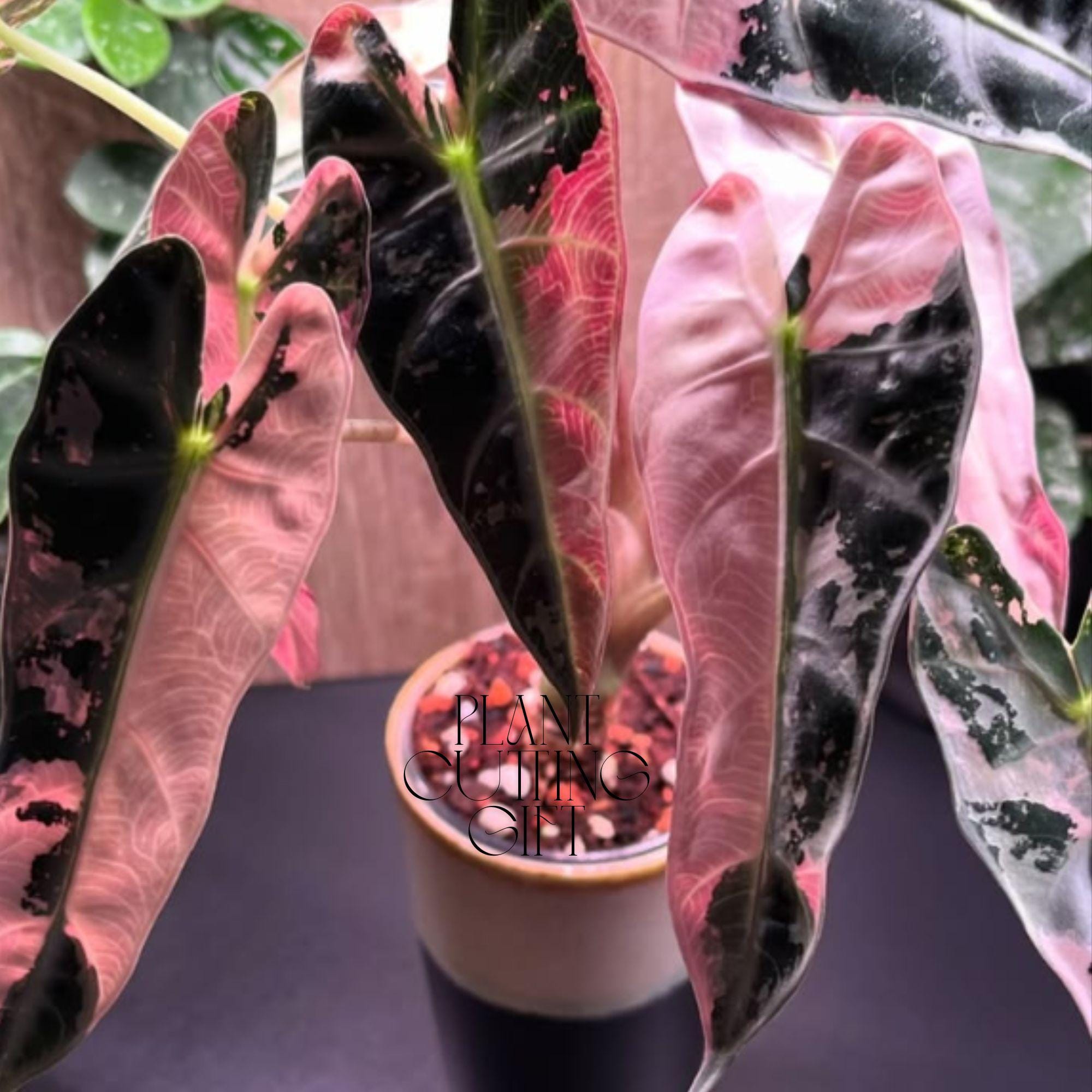 E*.様 アロカシア ノビリス ピンク ベノムセット Alocasia venom - Etsy 日本
