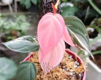 Philodendron Micans Albo (Pink Micans) Variegated Live Plant Cuttings Rare Houseplant Gardening (Phytosanitary Certificate)