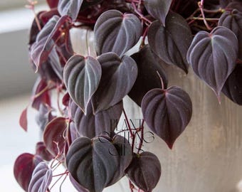 Philodendron Scandens 'Micans' Velvet Leaf Variegated Live Plant Cuttings Rare Houseplant Gardening (Phytosanitary Certificate)