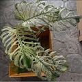 Monstera Devil Monster Variegated Live Plant Cuttings Rare Houseplant Gardening (Phytosanitary Certificate) product logo