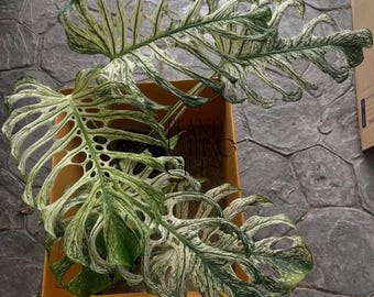 Monstera Devil Monster, esquejes vivos de plantas variegadas, planta de interior rara (certificado fitosanitario).