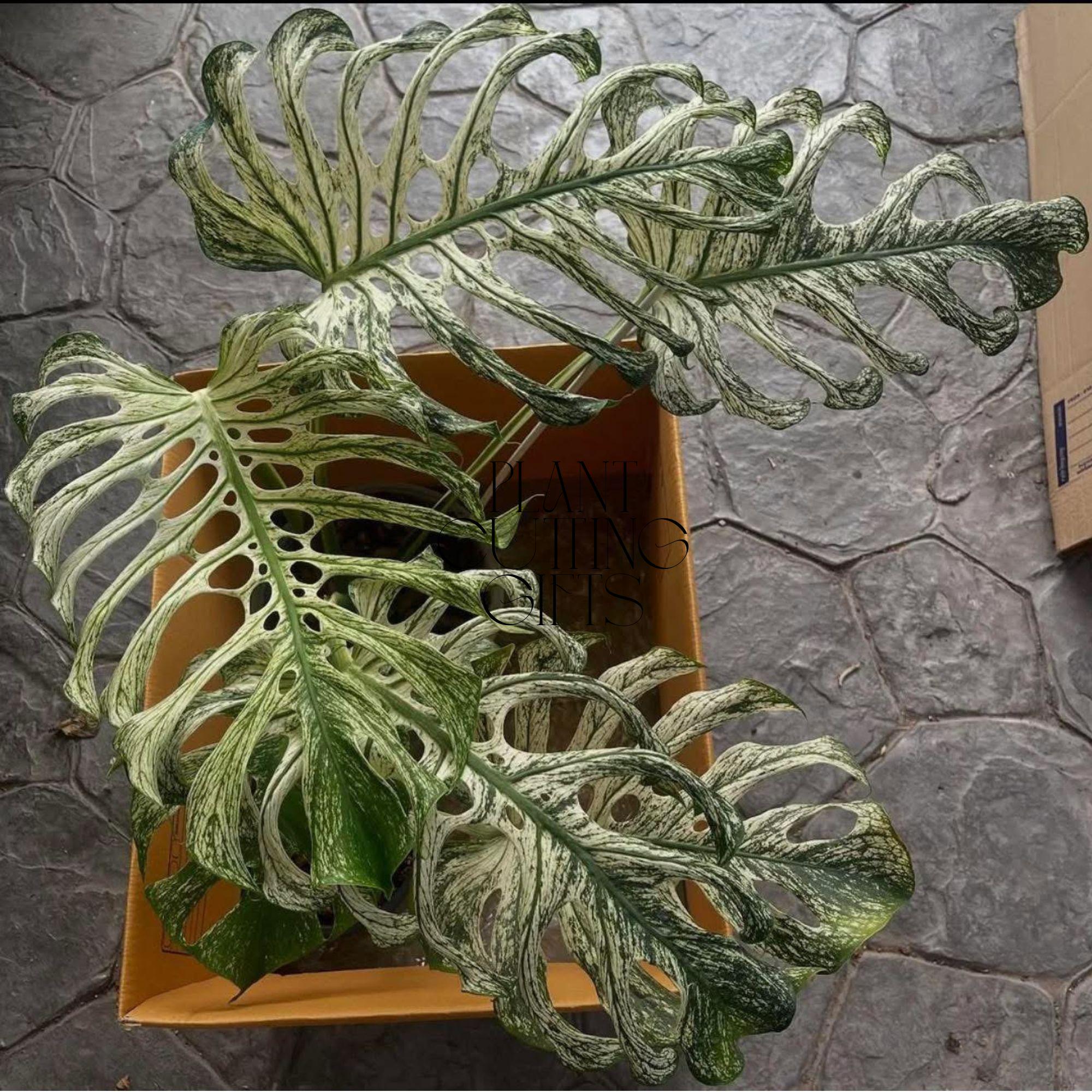 モンステラ観葉植物 - Etsy 日本