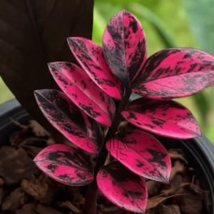 Pink Zz Plant Variegated - Etsy