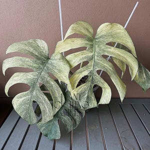 Monstera mint - Etsy 日本