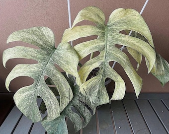 Monstera Deliciosa Full Mint Variegated Live Plant Cuttings Rare Houseplant Gardening (Phytosanitary Certificate)