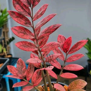 Pink Zz Plant Variegated - Etsy
