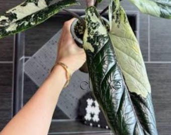 Alocasia Scalprum Albo Variegated Live Plant Bulbs Rare Gardening (Phytosanitary Certificate)