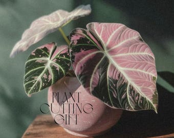 Alocasia Black Velvet Pink Variegated Live Plant Bulbs Rare Gardening (Phytosanitary Certificate)