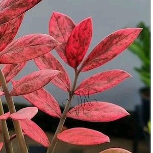 Könnte beinhalten: Eine Zamioculcas zamiifolia Pflanze mit panaschierten Blättern in leuchtenden Rosa- und Dunkelrottönen, die dunkle, gesprenkelte Muster auf dem Laub aufweist. Der Text PLANT CUTTING GIFTS ist in schwarzer Schrift über die Blätter gedruckt.
