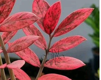 Pink and Black Vivid ZZ Plant Zamioculcas Zamiifolia Variegated Live Plant Cuttings Rare Houseplant Gardening (Phytosanitary Certificate)