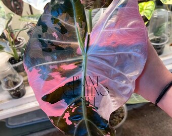 Alocasia Pink Dragon Variegated gewortelde bollen, zeldzame, makkelijk te verzorgen kamerplant (fytosanitair certificaat)