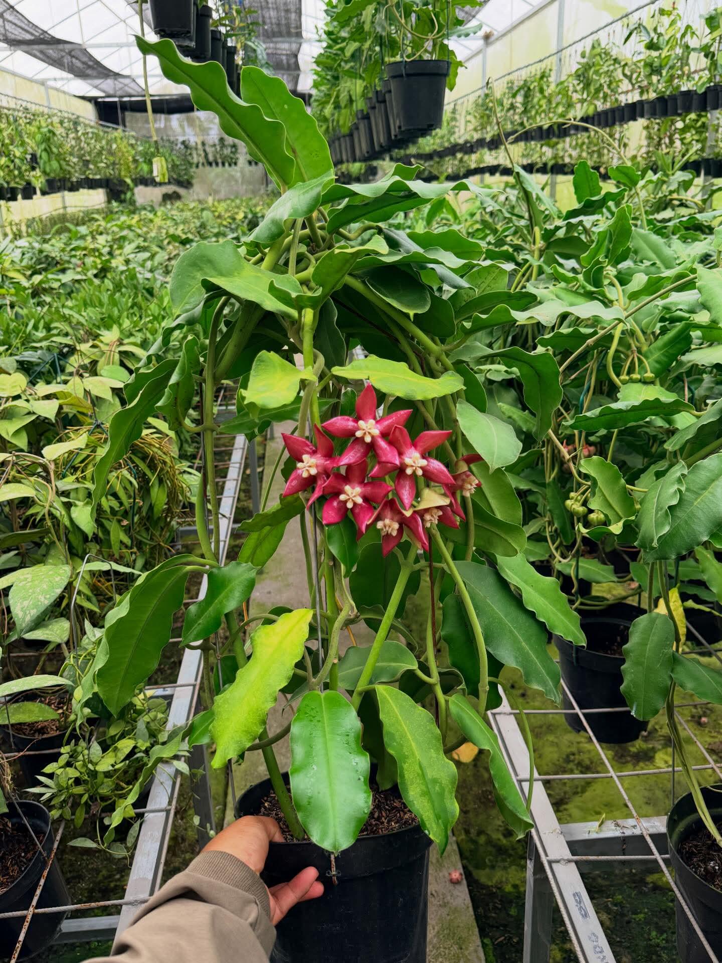 Hoya imperialis - Etsy 日本