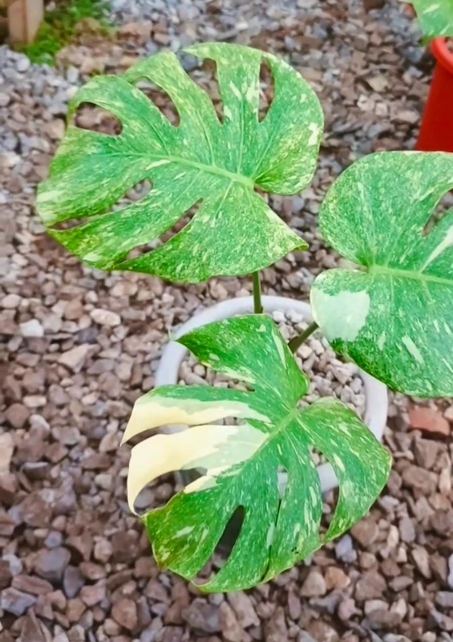 Monstera legacy - Etsy 日本