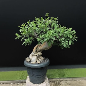 Bonsai Baobab - Etsy