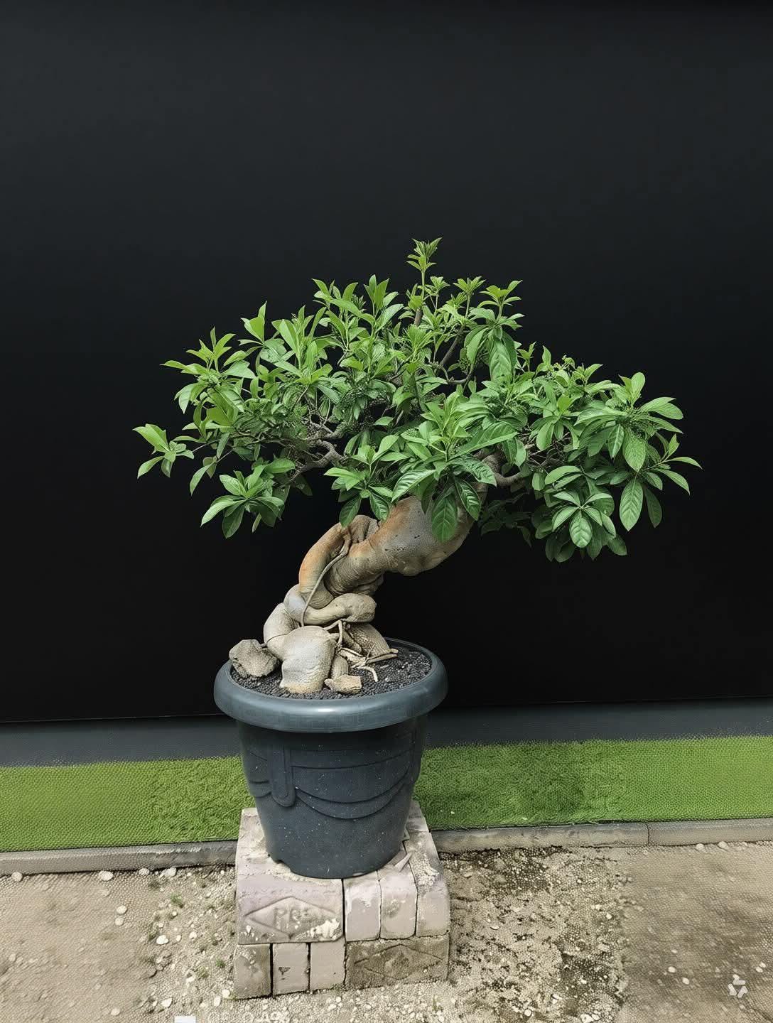 Bonsai Baobab - Etsy Canada