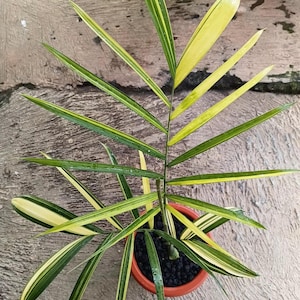 Variegated Parlor Palm - Etsy