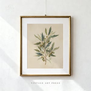 May include: A framed botanical print featuring a watercolor illustration of an olive branch with green leaves and small round olives on a cream-colored background. The artwork is encased in a thin gold-toned frame with a white mat border.