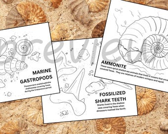 Texas Fossils Printable Coloring Pages - 3 Page Pack
