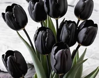 Königin der Nachttulpen - Dunkelschwarze Tulpen