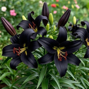 May include: Close-up of black lily flowers with yellow and red accents. The petals are a deep black color, with a contrasting yellow center and red stamens. Green leaves and buds are also visible.