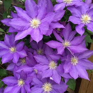 Pode incluir: Close-up de um grupo de flores de clematis roxas. Cada flor tem múltiplas pétalas e centros amarelos. Folhas verdes e uma treliça de madeira são visíveis no fundo, criando um ambiente natural.